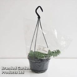 Sedum Morganianum 'Burrito' 11 Sedum Morganianum 'Burrito' -plant SEDU BURRI14CM T44717