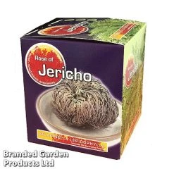 Selaginella Lepidophylla (Rose Of Jericho) 10 Selaginella Lepidophylla (Rose Of Jericho) -plant SELA 10CMGIFTB S47133