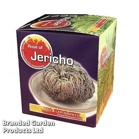 Selaginella Lepidophylla (Rose Of Jericho) 3 Selaginella Lepidophylla (Rose Of Jericho) - Image 3