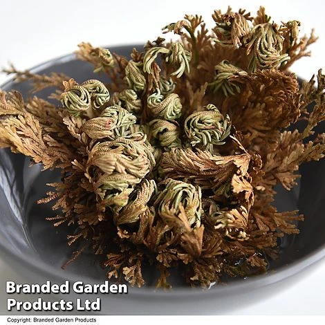 Selaginella Lepidophylla (Rose Of Jericho) 7 Selaginella Lepidophylla (Rose Of Jericho) - Image 7