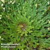 Selaginella Lepidophylla (Rose Of Jericho)