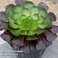 Semponium Collection -plant SEMP DESTINY S443632