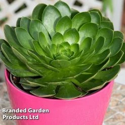 Semponium Collection -plant SEMP DIAMOND S443671