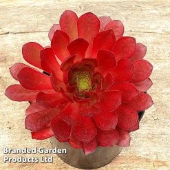 Semponium Collection -plant SEMP SIENNA H439611