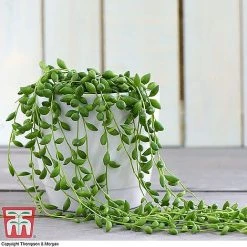 Senecio 'String Of Teardrops'