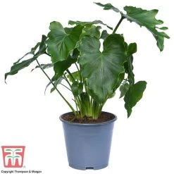 Philodendron 'Shangri La' -plant SHAN 26766 A1