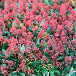 Skimmia Japonica 'Rubella' -plant SKIM T57538 A h