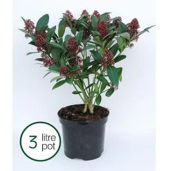 Skimmia Japonica 'Rubella' -plant SKIM T57538 B h