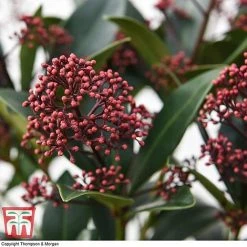 Skimmia Japonica 'Rubella' -plant SKIM T57538 E