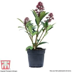 Skimmia Japonica 'Rubella' -plant SKIM T57538 F