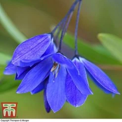 Sollya Heterophylla 'Ultra Blue' -plant SOLL KB2764 A