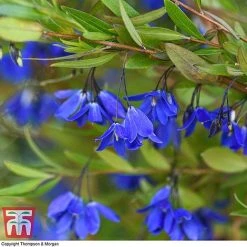 Sollya Heterophylla 'Ultra Blue' -plant SOLL KB2764 C