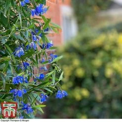 Sollya Heterophylla 'Ultra Blue' -plant SOLL KB2764 D