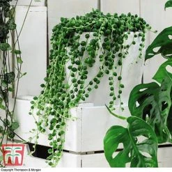 Senecio 'String Of Pearls' -plant SOP pearls