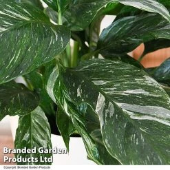 Spathiphyllum 'Diamond' -plant SPAT DIAMOND T48401