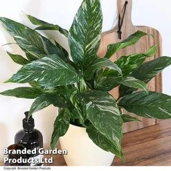Spathiphyllum 'Diamond' -plant SPAT DIAMOND T48403