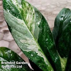 Spathiphyllum 'Diamond' -plant SPAT DIAMOND W45798