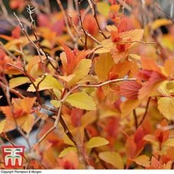 Spiraea Japonica 'Magic Carpet' -plant SPIR T58494 C