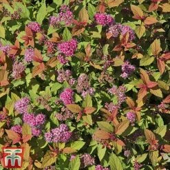 Spiraea Japonica 'Magic Carpet' -plant SPIR T58494 D