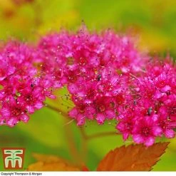 Spiraea Japonica 'Magic Carpet' -plant SPIR T58494 E