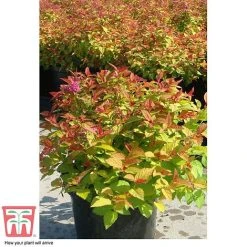 Spiraea Japonica 'Magic Carpet' -plant SPIR T58494 F