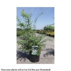Spiraea Cinerea 'Graciosa' -plant SPIR T66456 B h