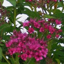 Spiraea Japonica 'Anthony Waterer'