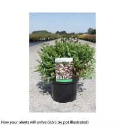 Spiraea Japonica 'Little Princess' -plant SPIR T66466 A h