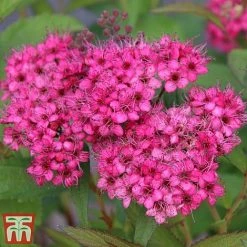 Spiraea Japonica 'Neon Flash'