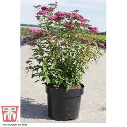 Spiraea Japonica 'Neon Flash' -plant SPIR T66467 C