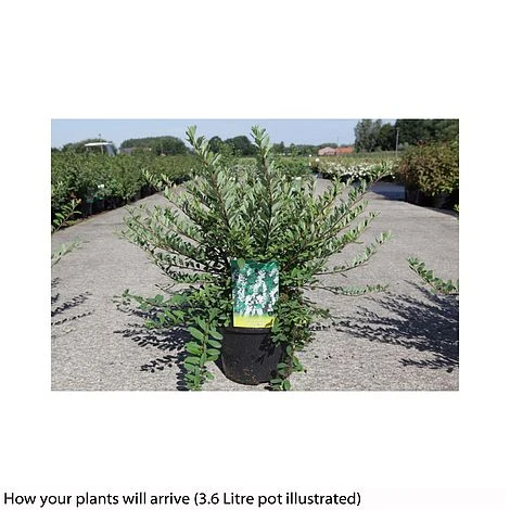 Spiraea Nipponica 'Snowmound' 2 Spiraea Nipponica 'Snowmound' - Image 2