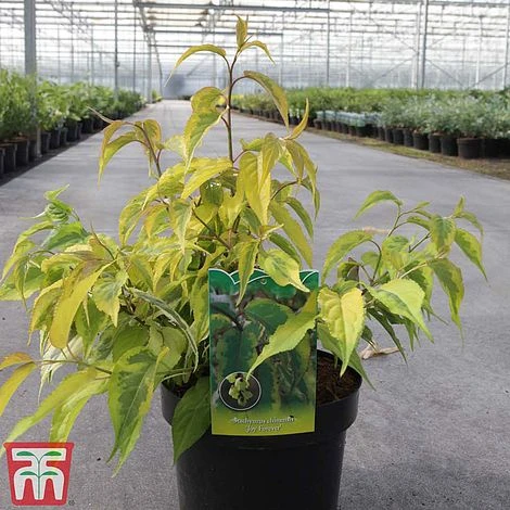 Stachyurus Chinensis 'Joy Forever' 2 Stachyurus Chinensis 'Joy Forever' - Image 2