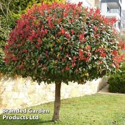 Photinia 'Red Robin' (Standard) -plant STAN TCK74037 A1