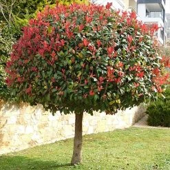 Photinia 'Red Robin' (Standard) -plant STAN TCK74037 NOW1