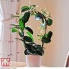 Stephanotis Floribunda On A Hoop