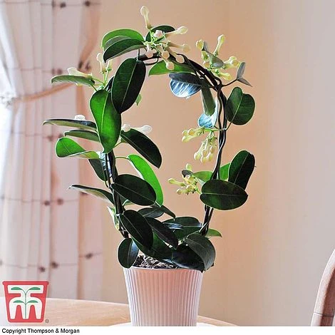 Stephanotis Floribunda On A Hoop 1 Stephanotis Floribunda On A Hoop