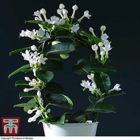 Stephanotis Floribunda On A Hoop 3 Stephanotis Floribunda On A Hoop - Image 3