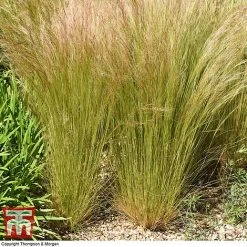 Stipa Tenuissima -plant STIP TKA0725 B