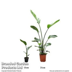Strelitzia Nicolai -plant STRE 13CM21CM T52676