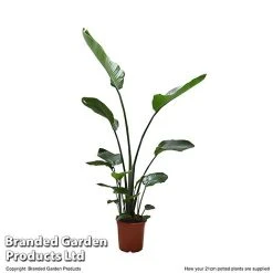 Strelitzia Nicolai -plant STRE NICOL21CM T52495