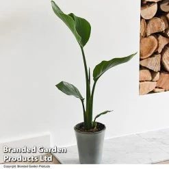 Strelitzia Nicolai -plant STRE NICOLAI T52492