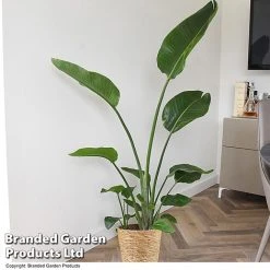 Strelitzia Nicolai -plant STRE NICOLAI T52496