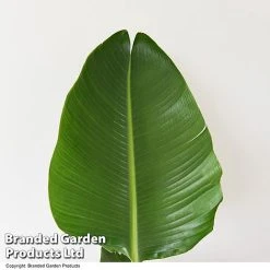 Strelitzia Nicolai -plant STRE NICOLAI T52498