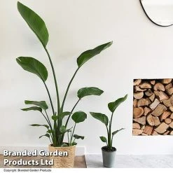 Strelitzia Nicolai -plant STRE NICOLAI T52500