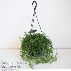 Senecio Peregrinus 'String Of Dolphins' 8 Senecio Peregrinus 'String Of Dolphins' -plant STRI DOLP D