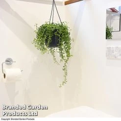 Senecio Peregrinus 'String Of Dolphins' 9 Senecio Peregrinus 'String Of Dolphins' -plant STRI DOLP E