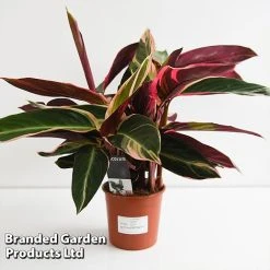Stromanthe Sanguinea 'Triostar' -plant STRO TRIOS14CM T44590
