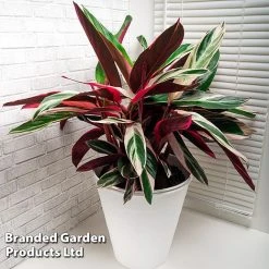 Stromanthe Sanguinea 'Triostar' -plant STRO TRIOSTAR KF1299 A