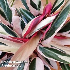 Stromanthe Sanguinea 'Triostar' -plant STRO TRIOSTAR KF1299 B