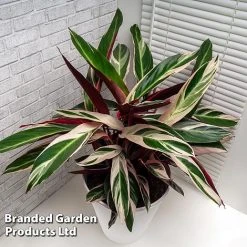 Stromanthe Sanguinea 'Triostar' -plant STRO TRIOSTAR KF1299 C